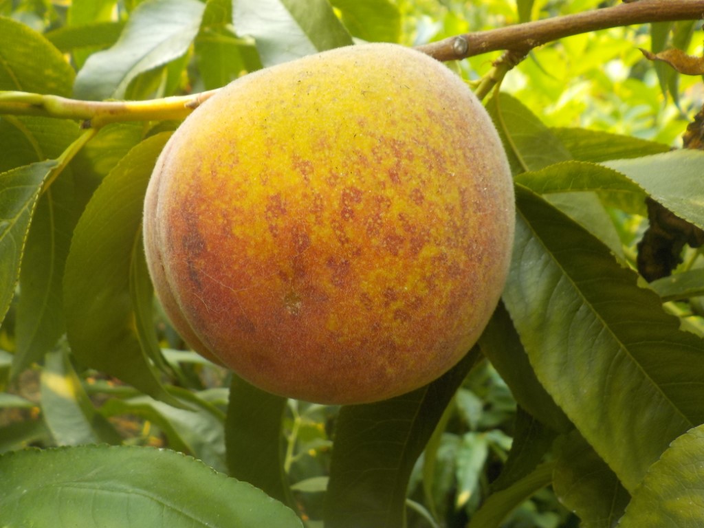 images/stories/virtuemart/product/DSCN1964 (Medium)